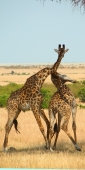MaasaiGiraffes_MalesNecking_2342 1_v